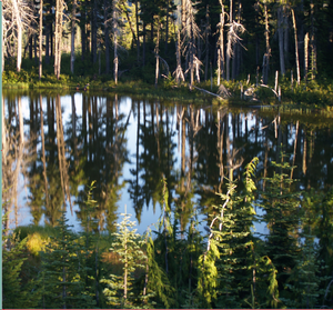 SunsingStar - Green Is The Shade