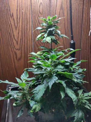 SunsingStar - Jah No Go On Alone