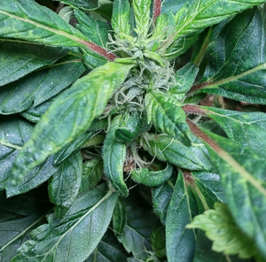 SunsingStar - Irie High Heights